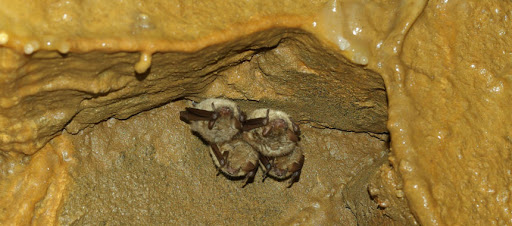 Biodiversità Valli di Lanzo - Per piacere non disturbare: i pipistrelli dormono. La Comunità Europea tutela le Grotte di Pugnetto